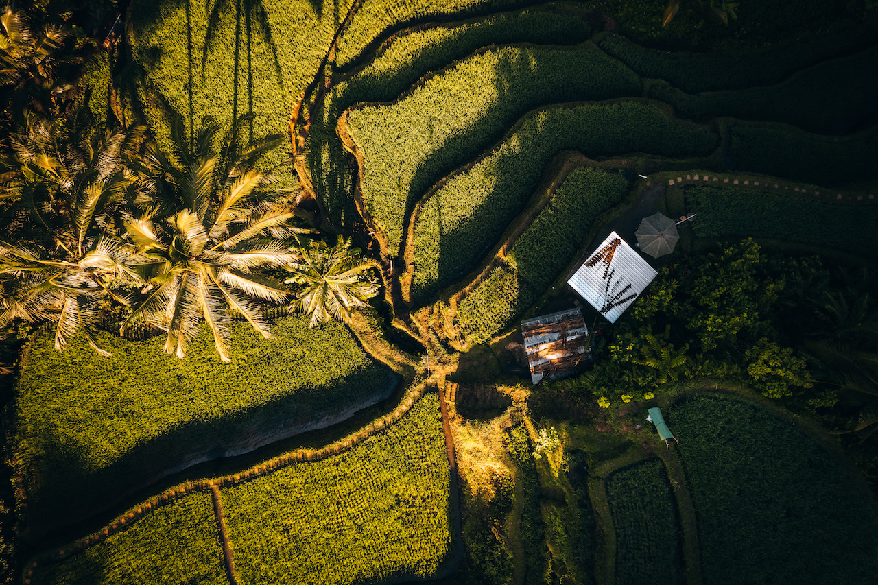 Aerial drone view of Tegallalang Rice fields terraces in Ubud, Bali, Indonesia Aerial drone view of Tegallalang Rice fields terraces in Ubud, Bali, Indonesia . High quality 4k footage